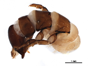  (Trichomacronema elegans - CNCAD_0002)  @11 [ ] CreativeCommons - Attribution (2019) CBG Photography Group Centre for Biodiversity Genomics