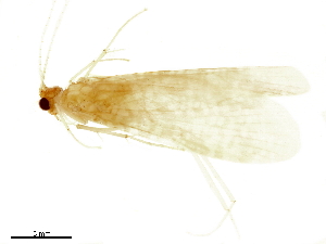  (Hydromanicus XZ sp. CN2 - CNCAD_0061)  @11 [ ] CreativeCommons - Attribution (2019) CBG Photography Group Centre for Biodiversity Genomics