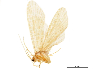  (Hydromanicus umbonatus - CNCAD_0063)  @11 [ ] CreativeCommons - Attribution (2019) CBG Photography Group Centre for Biodiversity Genomics