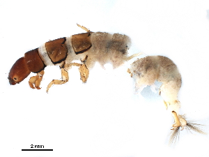  (Hydromanicus sp - CNCAD_0070)  @11 [ ] CreativeCommons - Attribution (2019) CBG Photography Group Centre for Biodiversity Genomics
