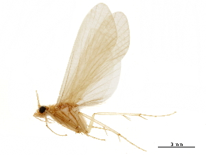  ( - CNCAD_0079)  @11 [ ] CreativeCommons - Attribution (2019) CBG Photography Group Centre for Biodiversity Genomics