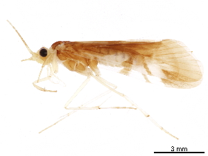  (Macrostemum XZ sp. CN8 - CNCAD_0082)  @11 [ ] CreativeCommons - Attribution (2019) CBG Photography Group Centre for Biodiversity Genomics