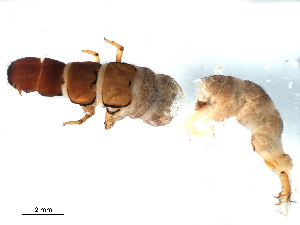  (Hydromanicus deceptus - CNCAD_0083)  @11 [ ] CreativeCommons - Attribution (2019) CBG Photography Group Centre for Biodiversity Genomics