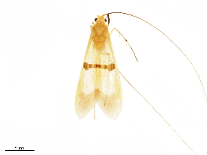  ( - CNCAD_0107)  @11 [ ] CreativeCommons - Attribution (2019) CBG Photography Group Centre for Biodiversity Genomics