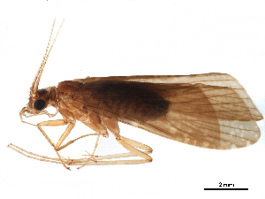  (Hydromanicus truncatus - CNCAD_0108)  @11 [ ] CreativeCommons - Attribution (2019) CBG Photography Group Centre for Biodiversity Genomics