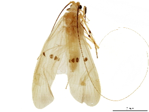  ( - CNCAD_0127)  @11 [ ] CreativeCommons - Attribution (2019) CBG Photography Group Centre for Biodiversity Genomics