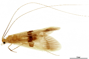  ( - CNCAD_0271)  @11 [ ] CreativeCommons - Attribution (2019) CBG Photography Group Centre for Biodiversity Genomics