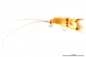  ( - CNCAD_0273)  @11 [ ] CreativeCommons - Attribution (2019) CBG Photography Group Centre for Biodiversity Genomics