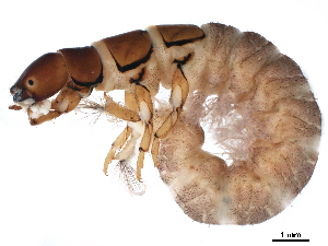  (Hydromanicus canaliculatus - CNCAD_0287)  @11 [ ] CreativeCommons - Attribution (2019) CBG Photography Group Centre for Biodiversity Genomics