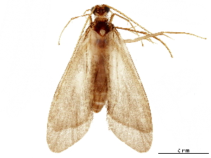 (Hydromanicus emeiensis - CNCAD_0347)  @11 [ ] CreativeCommons - Attribution (2019) CBG Photography Group Centre for Biodiversity Genomics