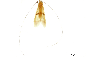  ( - CNCAD_0357)  @11 [ ] CreativeCommons - Attribution (2019) CBG Photography Group Centre for Biodiversity Genomics