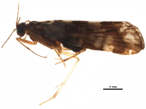  (Hydromanicus melli - CNCAD_0405)  @11 [ ] CreativeCommons - Attribution (2018) CBG Photography Group Centre for Biodiversity Genomics