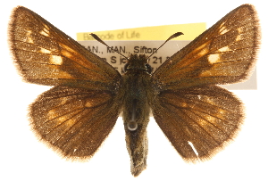  ( - BIOUG10888-H04)  @14 [ ] CreativeCommons - Attribution (2014) CBG Photography Group Centre for Biodiversity Genomics
