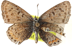  ( - CCDB-24271-D08)  @12 [ ] CreativeCommons - Attribution (2014) CBG Photography Group Centre for Biodiversity Genomics