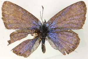  ( - CCDB-24271-D08)  @12 [ ] CreativeCommons - Attribution (2014) CBG Photography Group Centre for Biodiversity Genomics