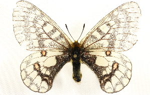  ( - CCDB-24274-B10)  @14 [ ] CreativeCommons - Attribution (2014) CBG Photography Group Centre for Biodiversity Genomics