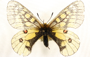  ( - CCDB-24274-B12)  @11 [ ] CreativeCommons - Attribution (2014) CBG Photography Group Centre for Biodiversity Genomics