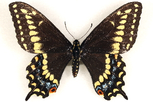  (Papilio brevicauda - CCDB-24274-C07)  @14 [ ] CreativeCommons - Attribution (2014) CBG Photography Group Centre for Biodiversity Genomics