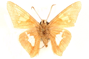  ( - CCDB-24279-B09)  @12 [ ] CreativeCommons - Attribution (2015) CBG Photography Group Centre for Biodiversity Genomics
