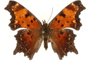  (Polygonia progne - CCDB-24279-H11)  @14 [ ] CreativeCommons - Attribution Non-Commercial Share-Alike (2015) CBG Photography Group Centre for Biodiversity Genomics