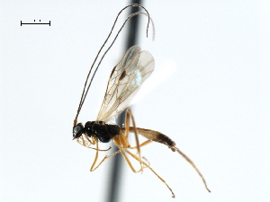  ( - CBRA0158)  @14 [ ] CreativeCommons - Attribution (2009) CBG Photography Group Centre for Biodiversity Genomics