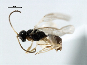  ( - CBRA0274)  @11 [ ] CreativeCommons - Attribution (2009) CBG Photography Group Centre for Biodiversity Genomics