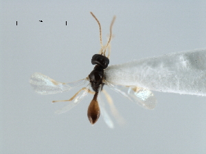  ( - CBRA0276)  @11 [ ] CreativeCommons - Attribution (2009) CBG Photography Group Centre for Biodiversity Genomics