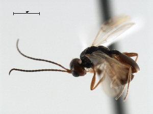  ( - CBRA0384)  @12 [ ] CreativeCommons - Attribution (2009) CBG Photography Group Centre for Biodiversity Genomics