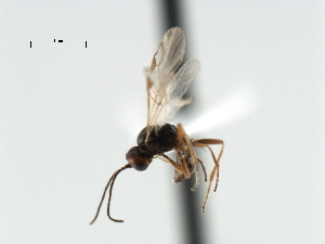  ( - CBRA0462)  @11 [ ] CreativeCommons - Attribution (2009) CBG Photography Group Centre for Biodiversity Genomics