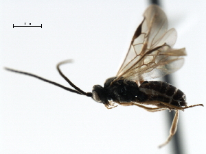  (Microplitis jft78 - CNCH1627)  @13 [ ] CreativeCommons - Attribution (2009) CBG Photography Group Centre for Biodiversity Genomics