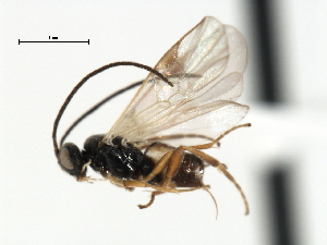  ( - CNCH1790)  @12 [ ] CreativeCommons - Attribution (2009) CBG Photography Group Centre for Biodiversity Genomics