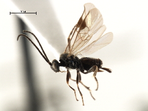  ( - CNCH1851)  @12 [ ] CreativeCommons - Attribution (2009) CBG Photography Group Centre for Biodiversity Genomics
