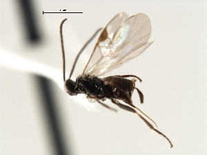  ( - CNCH1852)  @13 [ ] CreativeCommons - Attribution (2009) CBG Photography Group Centre for Biodiversity Genomics