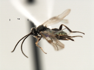  ( - CNCH1854)  @12 [ ] CreativeCommons - Attribution (2009) CBG Photography Group Centre for Biodiversity Genomics