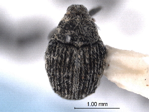  ( - CNC COLEOPT 04-5670)  @11 [ ] CreativeCommons - Attribution (2012) CNC/CBG Photography Group Centre for Biodiversity Genomics