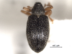  ( - CNC COLEOPT 06-02178)  @11 [ ] CreativeCommons - Attribution (2012) CNC/CBG Photography Group Centre for Biodiversity Genomics