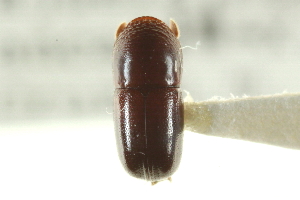  (Corthylus strigilis - CNC COLEO 00138277)  @11 [ ] CreativeCommons - Attribution (2012) CNC/CBG Photography Group Centre for Biodiversity Genomics