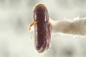  (Pityophthorus murrayanae aurulentus - CNC COLEO 00138602)  @11 [ ] CreativeCommons - Attribution (2012) CNC/CBG Photography Group Centre for Biodiversity Genomics