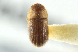  (Hypothenemus hampei - CNC COLEO 00138813)  @11 [ ] CreativeCommons - Attribution (2012) CNC/CBG Photography Group Centre for Biodiversity Genomics