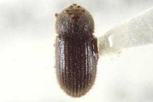  (Hypothenemus rotundicollis - CNC COLEO 00138851)  @11 [ ] CreativeCommons - Attribution (2012) CNC/CBG Photography Group Centre for Biodiversity Genomics