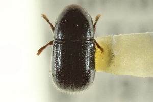  (Scolytodes atratus - CNC COLEO 00139024)  @11 [ ] CreativeCommons - Attribution (2012) CNC/CBG Photography Group Centre for Biodiversity Genomics