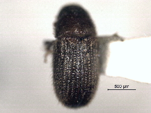  (Carphobius arizonicus - CNC COLEO 00156065)  @11 [ ] CreativeCommons - Attribution (2012) CNC/CBG Photography Group Centre for Biodiversity Genomics