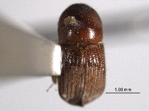  (Leptoxyleborus sordicauda - CNC COLEO 00156203)  @11 [ ] CreativeCommons - Attribution (2012) CNC/CBG Photography Group Centre for Biodiversity Genomics