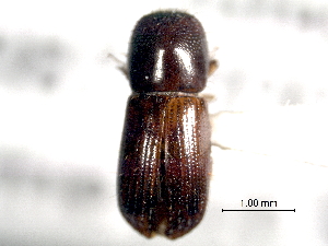  (Xyleborus discretus - CNC COLEO 00156275)  @11 [ ] CreativeCommons - Attribution (2012) CNC/CBG Photography Group Centre for Biodiversity Genomics