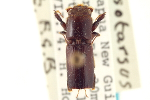  (Crossotarsus mniszechi - CNC COLEO 00156408)  @11 [ ] CreativeCommons - Attribution (2012) CNC/CBG Photography Group Centre for Biodiversity Genomics