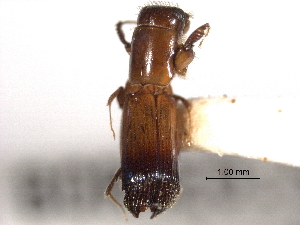  (Crossotarsus terminatus - CNC COLEO 00156421)  @11 [ ] CreativeCommons - Attribution (2012) CNC/CBG Photography Group Centre for Biodiversity Genomics