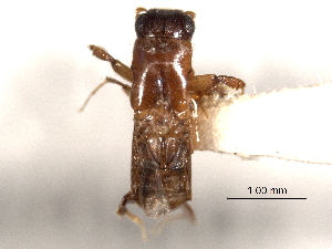  ( - CNC COLEO 00156535)  @11 [ ] CreativeCommons - Attribution (2012) CNC/CBG Photography Group Centre for Biodiversity Genomics