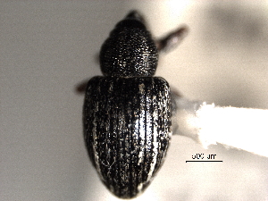  (Smicronyx lineolatus - CNC COLEO 00157297)  @11 [ ] CreativeCommons - Attribution (2012) CNC/CBG Photography Group Centre for Biodiversity Genomics