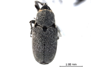  (Trichobaris mucorea - CNC COLEO00157490)  @11 [ ] CreativeCommons - Attribution (2012) CNC/CBG Photography Group Centre for Biodiversity Genomics