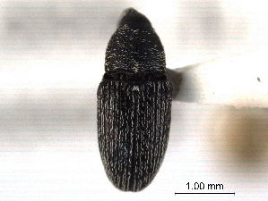  ( - CNC COLEO00157571)  @11 [ ] CreativeCommons - Attribution (2012) CNC/CBG Photography Group Centre for Biodiversity Genomics